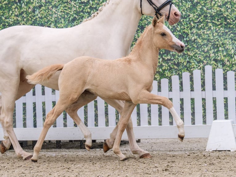 Poni alemán Yegua Potro (04/2026) Palomino in Mnster-Handorf