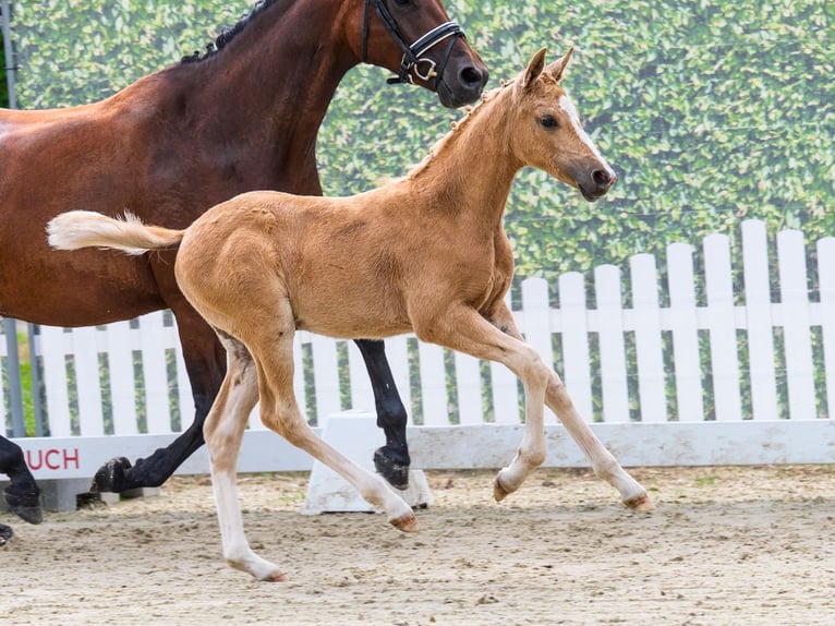 Poni alemán Yegua Potro (05/2026) Palomino in Mnster-Handorf