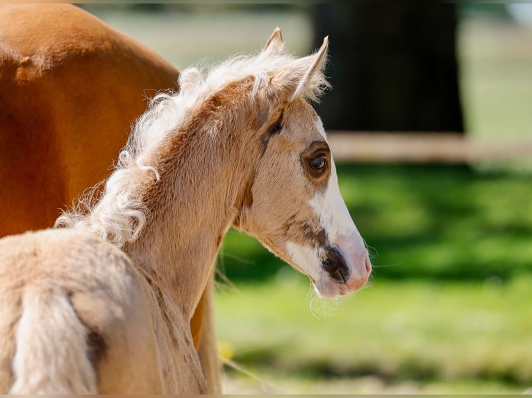 Poni alemán Yegua  Palomino in Paderborn