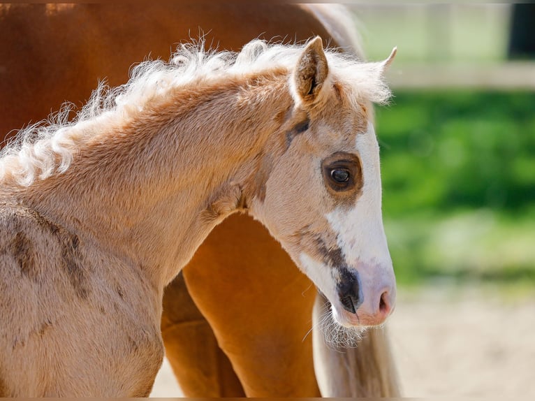 Poni alemán Yegua  Palomino in Paderborn