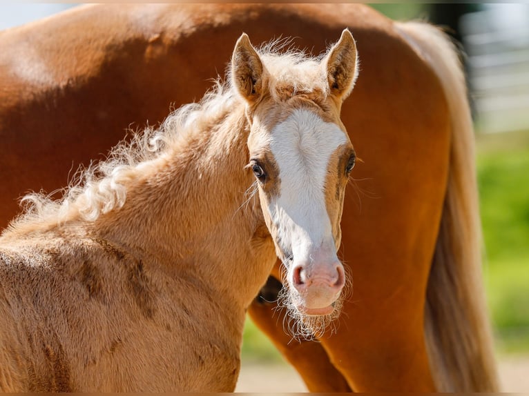 Poni alemán Yegua  Palomino in Paderborn
