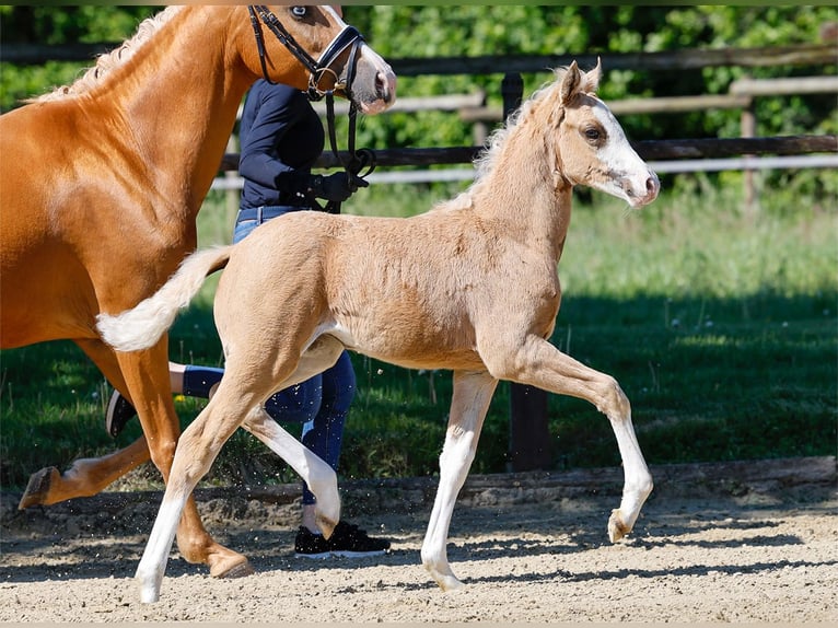 Poni alemán Yegua  Palomino in Paderborn