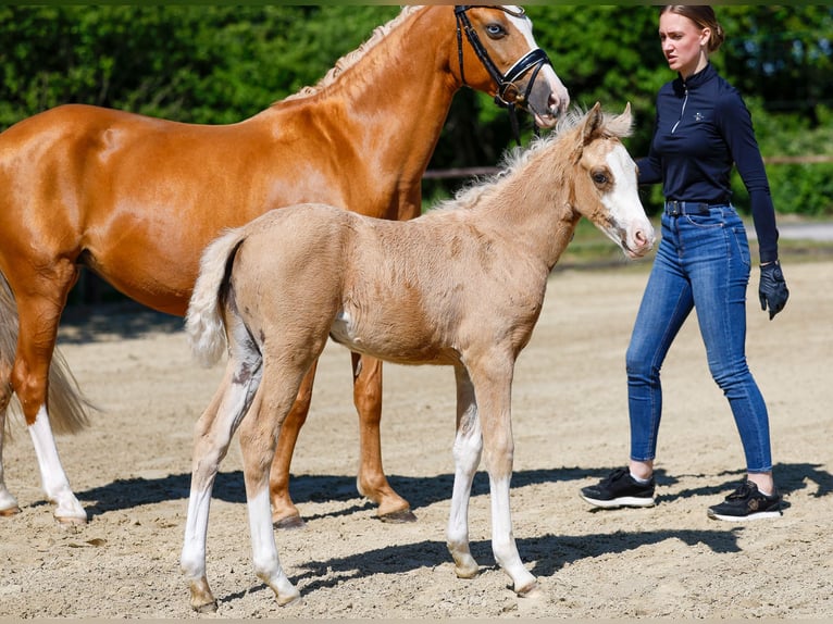 Poni alemán Yegua  Palomino in Paderborn