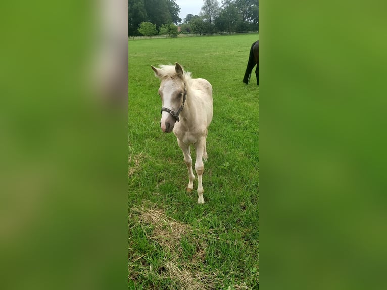 Poni alemán Yegua Potro (04/2026) Palomino in Vreden