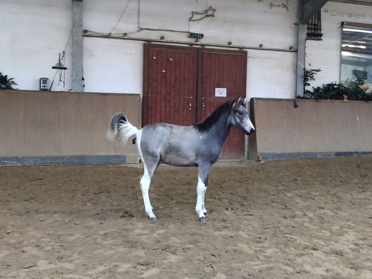 Poni alemán Yegua Potro (05/2025) Pío in Billberge