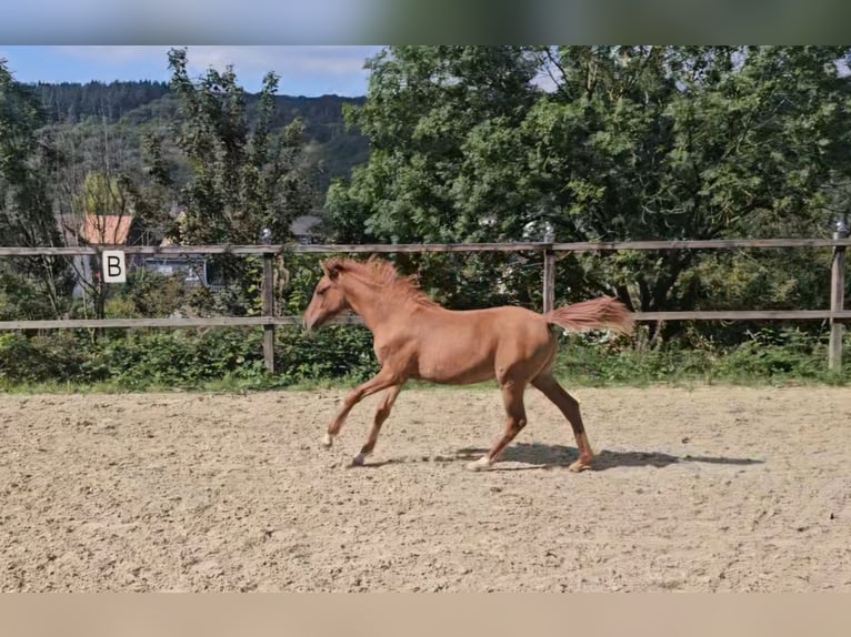 Poni alemán Yegua Potro (04/2024) Red Dun/Cervuno in Sinzig