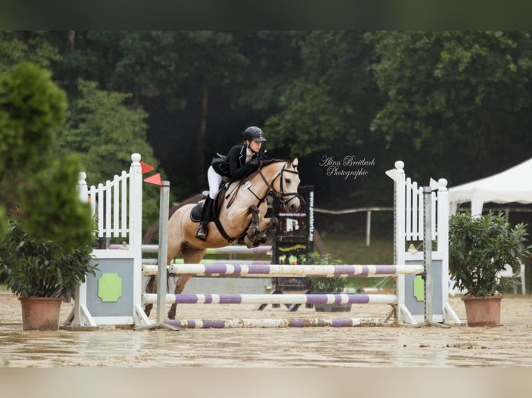 Poni australiano Caballo castrado 16 años 138 cm Bayo in Viersen