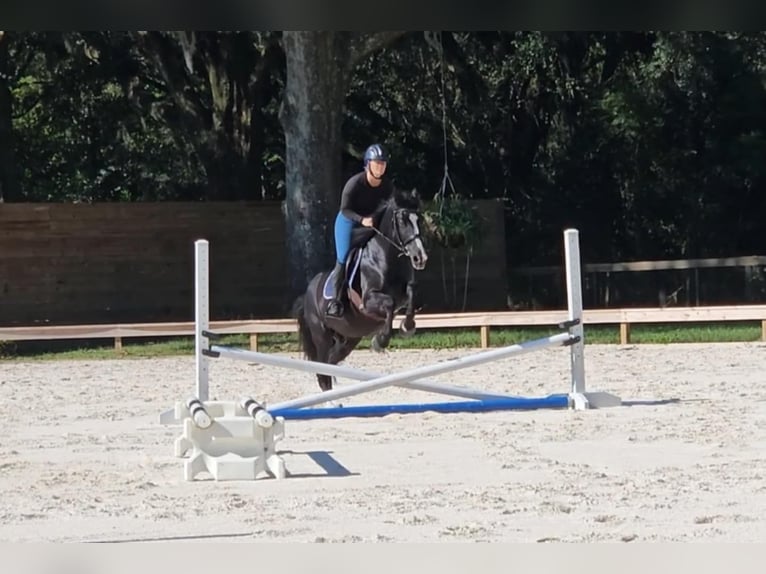 Poni caspio Caballo castrado 14 años Negro in Ocala FL