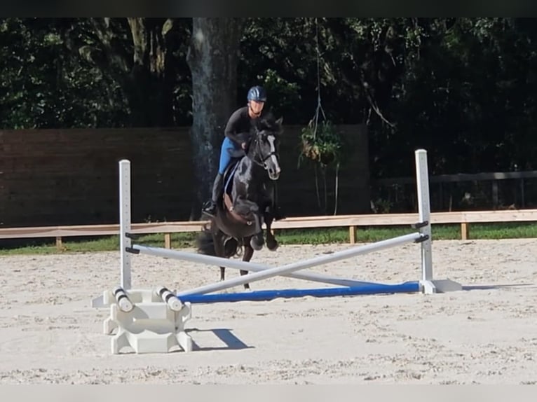 Poni caspio Caballo castrado 14 años Negro in Ocala FL