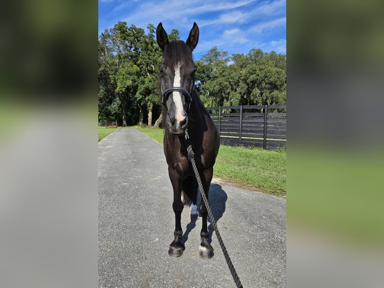 Poni caspio Caballo castrado 14 años Negro in Ocala FL