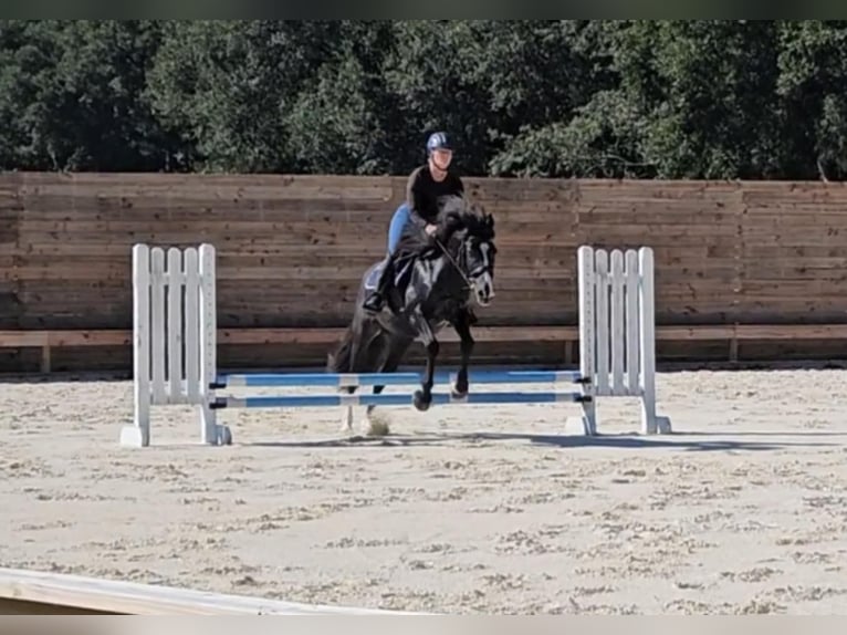 Poni caspio Caballo castrado 14 años Negro in Ocala FL