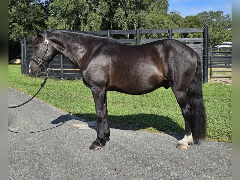 Poni caspio Caballo castrado 14 años Negro in Ocala FL