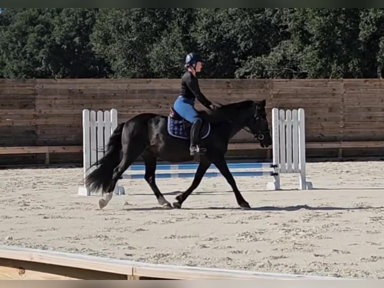 Poni caspio Caballo castrado 14 años Negro in Ocala FL