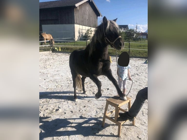 Poni clásico alemán Caballo castrado 12 años 114 cm Alazán-tostado in Freilassing