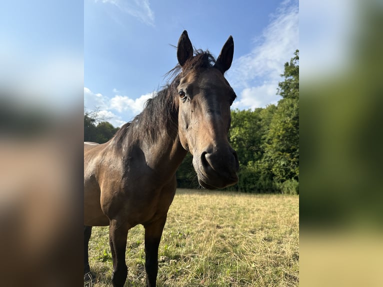 Poni clásico alemán Caballo castrado 23 años in Dillenburg