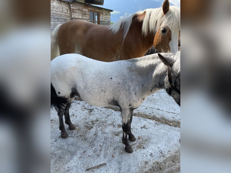 Poni clásico alemán Mestizo Caballo castrado 2 años 135 cm Atigrado/Moteado in Hollersbach