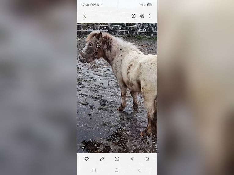 Poni clásico alemán Mestizo Caballo castrado 3 años 110 cm in Eschweiler