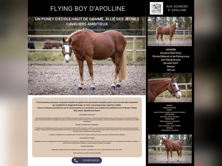 Poni clásico alemán Caballo castrado 8 años Alazán in Steinbrunn le bas