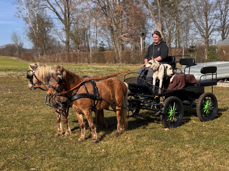 Poni clásico alemán Caballo castrado 9 años  in Ichenhausen