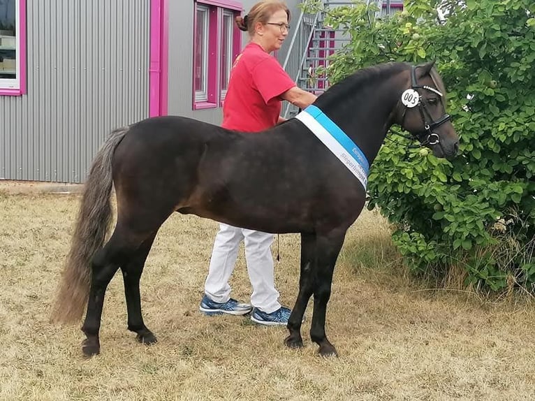 Poni clásico alemán Semental 11 años 112 cm in Edewecht