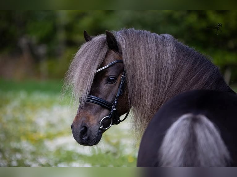 Poni clásico alemán Semental 11 años 112 cm in Edewecht