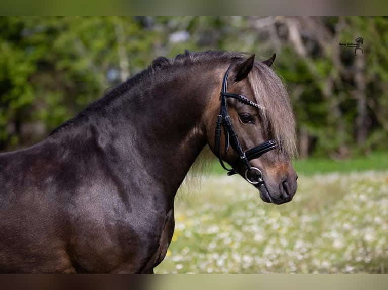 Poni clásico alemán Semental 11 años 112 cm in Edewecht