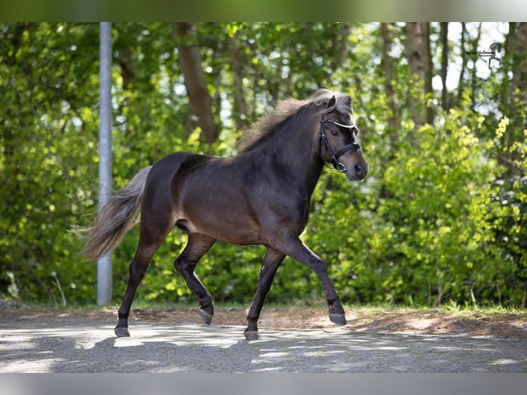 Poni clásico alemán Semental 11 años 112 cm in Edewecht