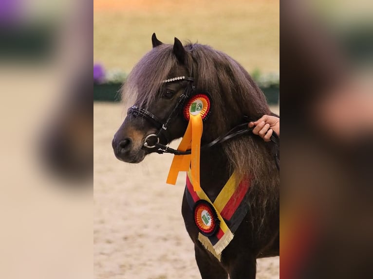 Poni clásico alemán Semental 11 años 112 cm in Edewecht