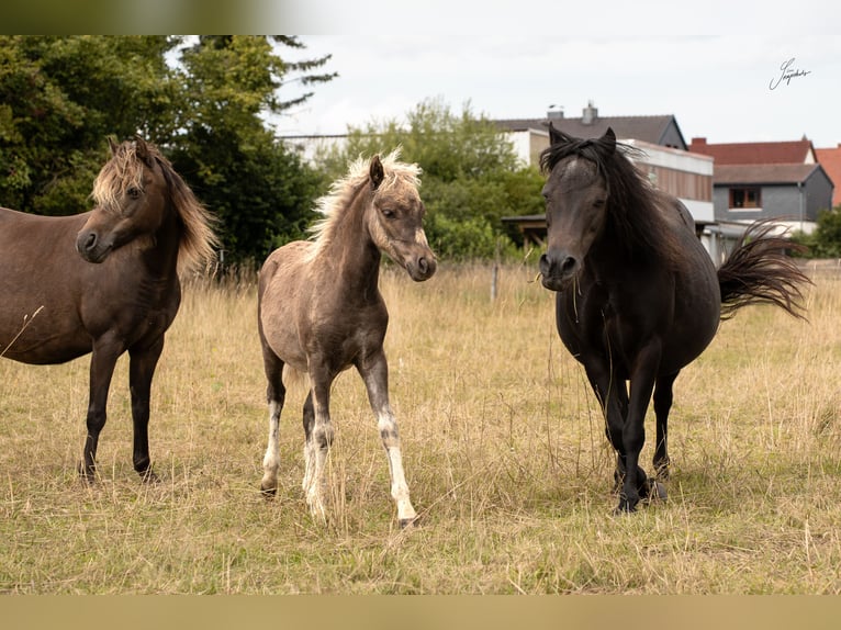 Poni clásico alemán Semental 1 año 110 cm Alazán-tostado in Osterode am Harz