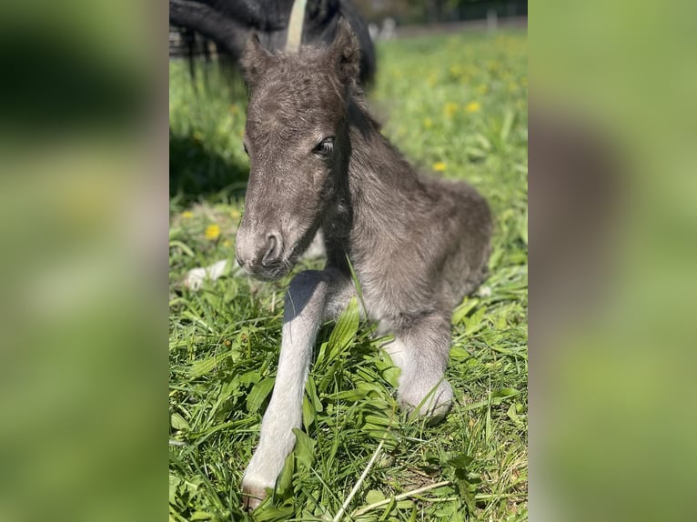 Poni clásico alemán Semental 1 año 110 cm Alazán-tostado in Osterode am Harz