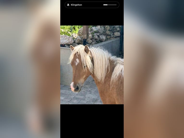 Poni clásico alemán Semental 2 años 105 cm  in Finningen