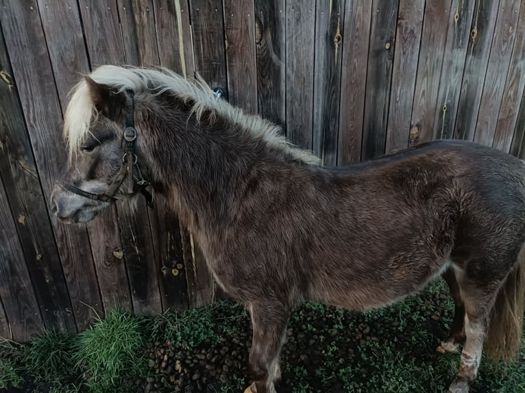 Poni clásico alemán Semental 2 años 109 cm in Bohmte