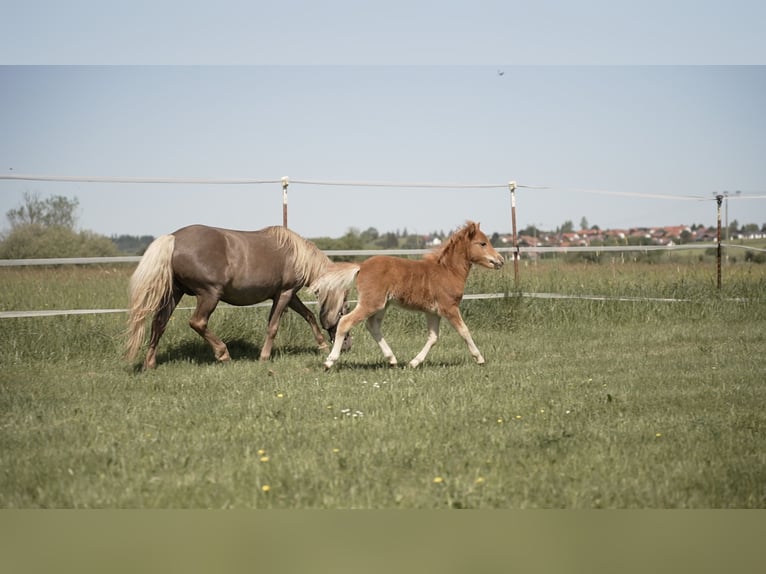 Poni clásico alemán Semental Potro (03/2026) 110 cm Alazán in Aitrang