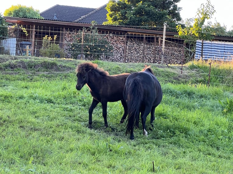 Poni clásico alemán Semental Potro (05/2025) 110 cm Atigrado/Moteado in Grimmen