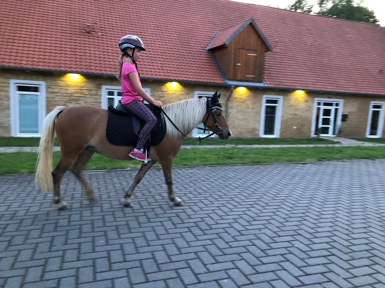 Poni clásico alemán Yegua 13 años 110 cm Alazán in Goslar