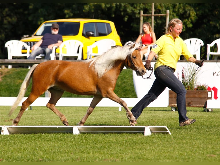 Poni clásico alemán Yegua 13 años 110 cm Alazán in Goslar