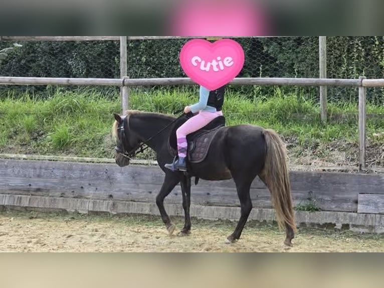 Poni clásico alemán Yegua 16 años 112 cm Alazán-tostado in Pfyn