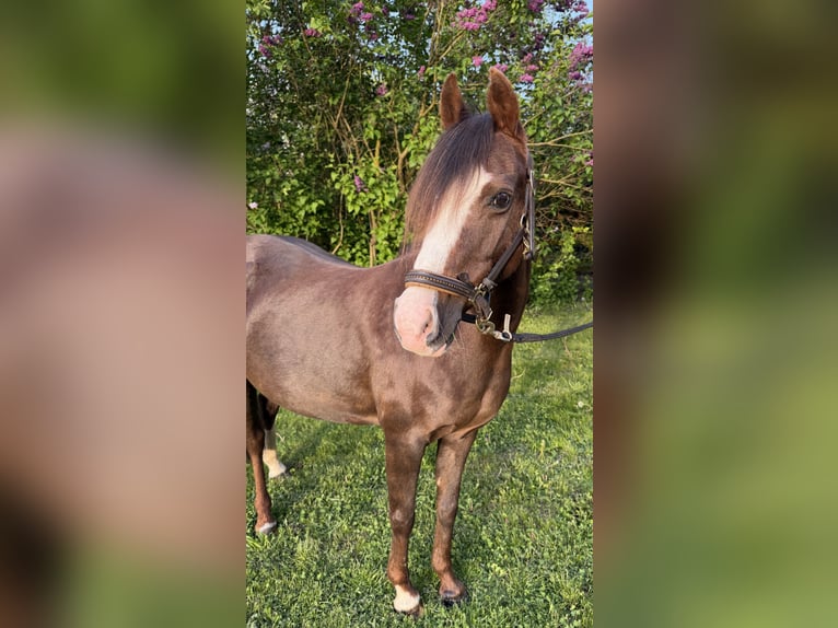 Poni clásico alemán Yegua 21 años 125 cm Alazán-tostado in Stahnsdorf