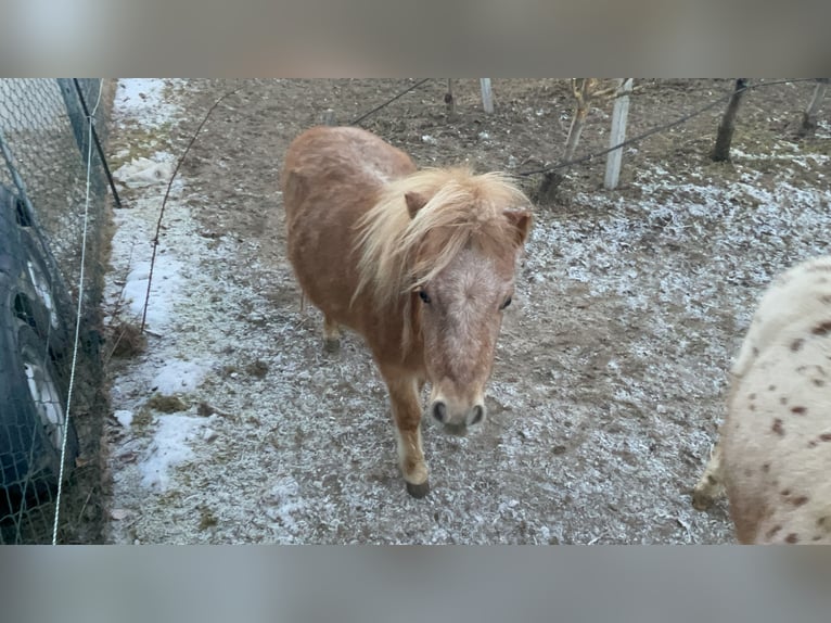 Poni clásico alemán Mestizo Yegua 2 años 96 cm Alazán in Götzens