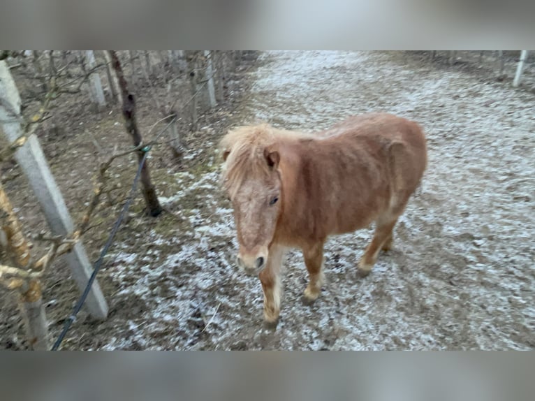 Poni clásico alemán Mestizo Yegua 2 años 96 cm Alazán in Götzens