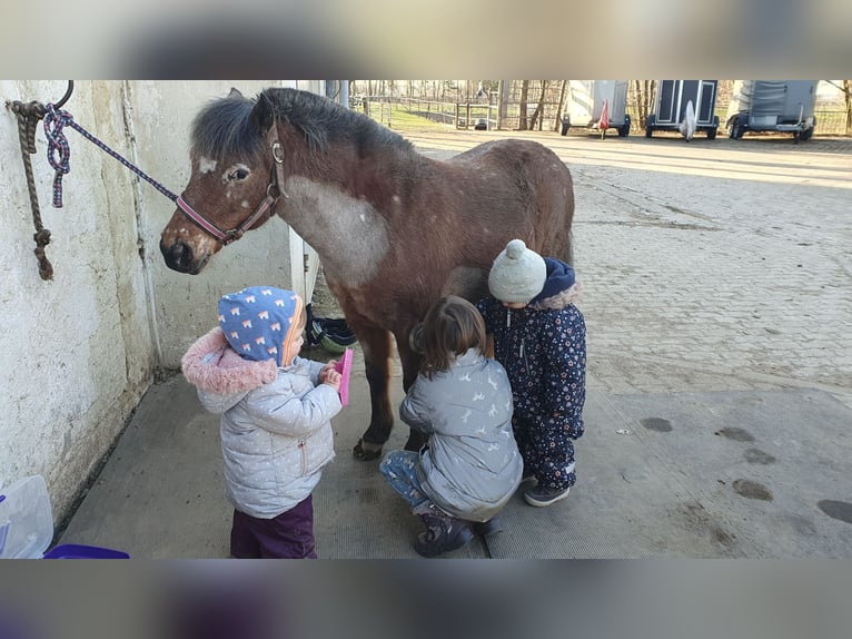 Poni clásico alemán Yegua 9 años 107 cm Atigrado/Moteado in München