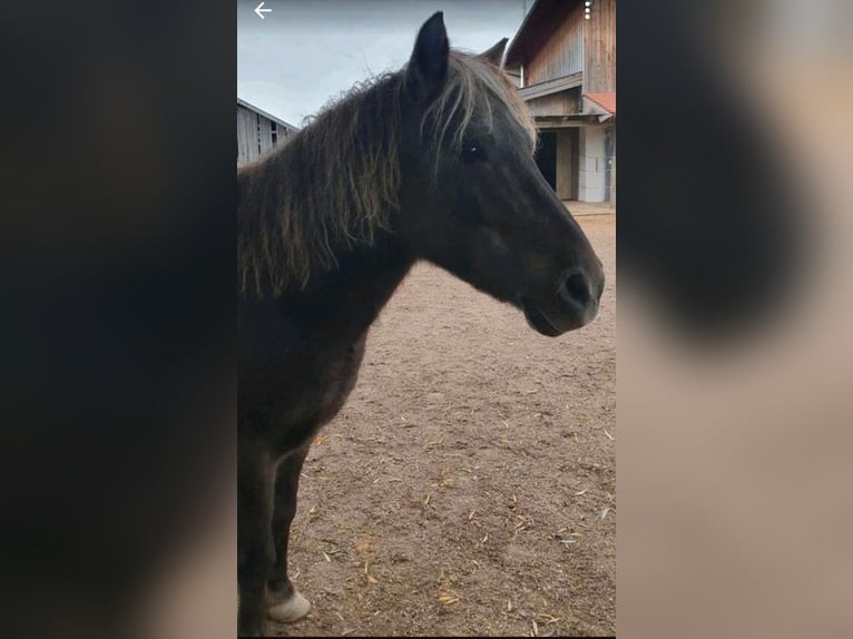 Poni clásico Caballo castrado 10 años 115 cm Alazán-tostado in Freilassing