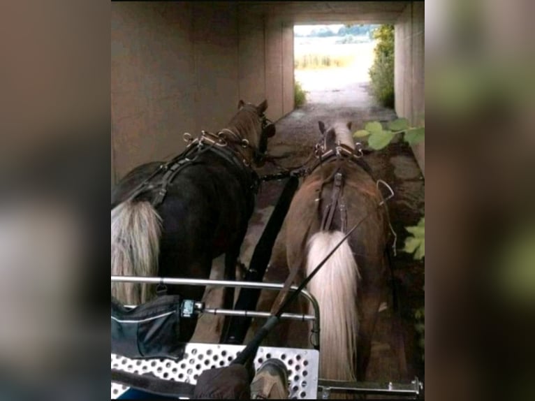 Poni clásico Caballo castrado 10 años 115 cm Alazán-tostado in Freilassing