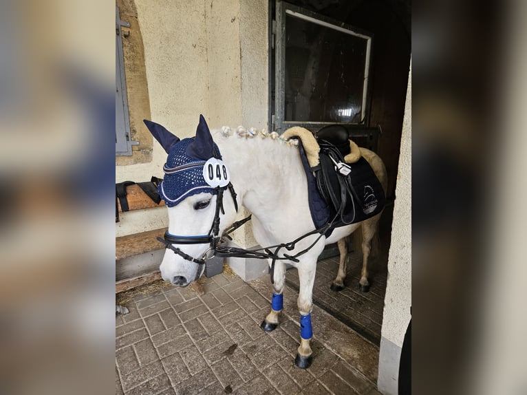 Poni clásico Mestizo Caballo castrado 10 años 116 cm Tordo in Buggingen