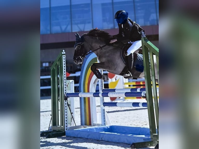 Poni clásico Caballo castrado 10 años 128 cm in Madrid