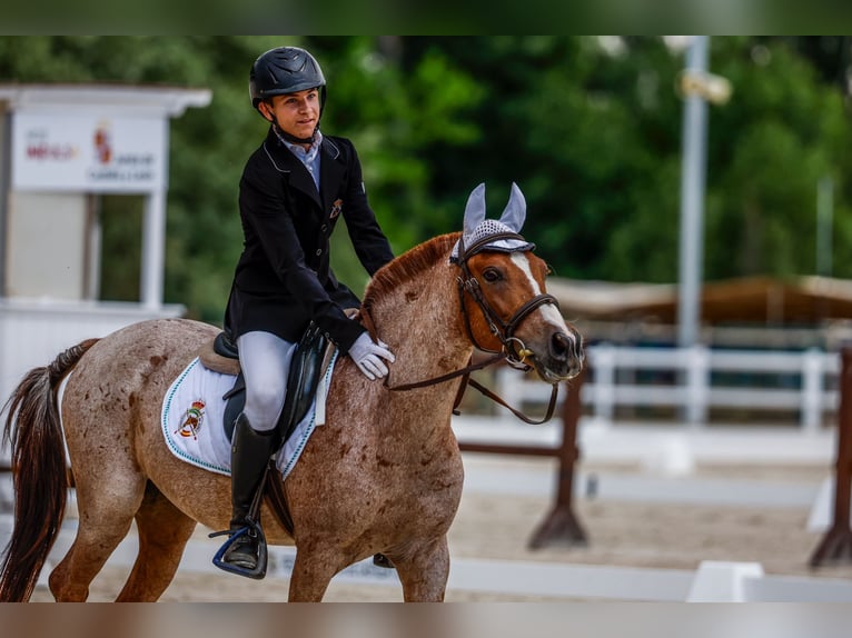 Poni clásico Caballo castrado 10 años 138 cm Ruano alazán in Puerto Real Cádiz