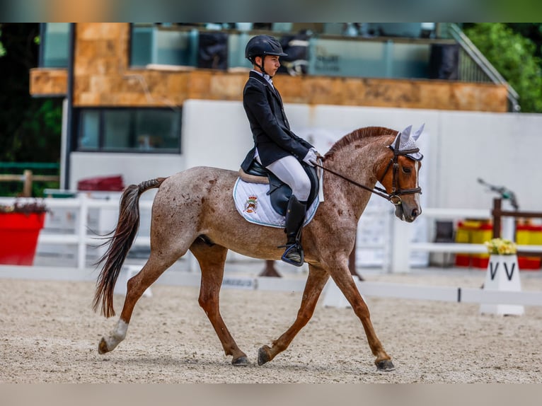 Poni clásico Caballo castrado 10 años 138 cm Ruano alazán in Puerto Real Cádiz