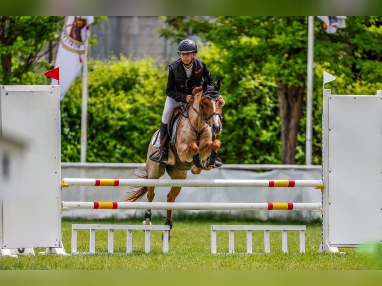 Poni clásico Caballo castrado 10 años 138 cm Ruano alazán in Puerto Real Cádiz