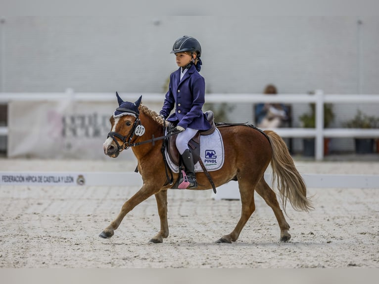 Poni clásico Caballo castrado 11 años 100 cm Alazán in Bosque, El (Urbanizacion)