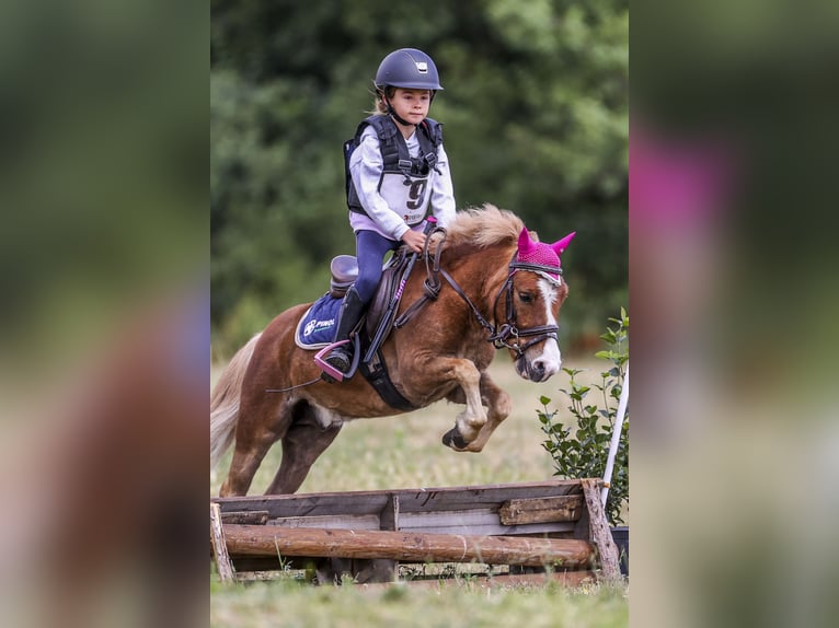 Poni clásico Caballo castrado 11 años 100 cm Alazán in Bosque, El (Urbanizacion)